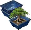 Villa Como Flower Ceramic Bonsai Succulent Cactus Potted with Indoor Blue Pot, Pot, Pot, Pot, Pot, 2-Piece Set, Planter, Small, Plant, Holes,