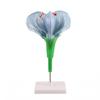 Flower Morphology Model Educational with PVC Base Demonstration for Teachers,