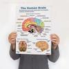 16Pcs/set Human Anatomy Poster Human Organs Brain Liver Heart Anatomy Poster Medical Classroom Decorative Wall Art