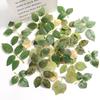 Filigree Rose Leaf Greenery for DIY Wedding Decor & Photography Props