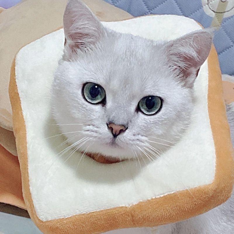 Adjustable Toast Bread Elizabethan Collar For Cats And Dogs, Cute Cartoon Design