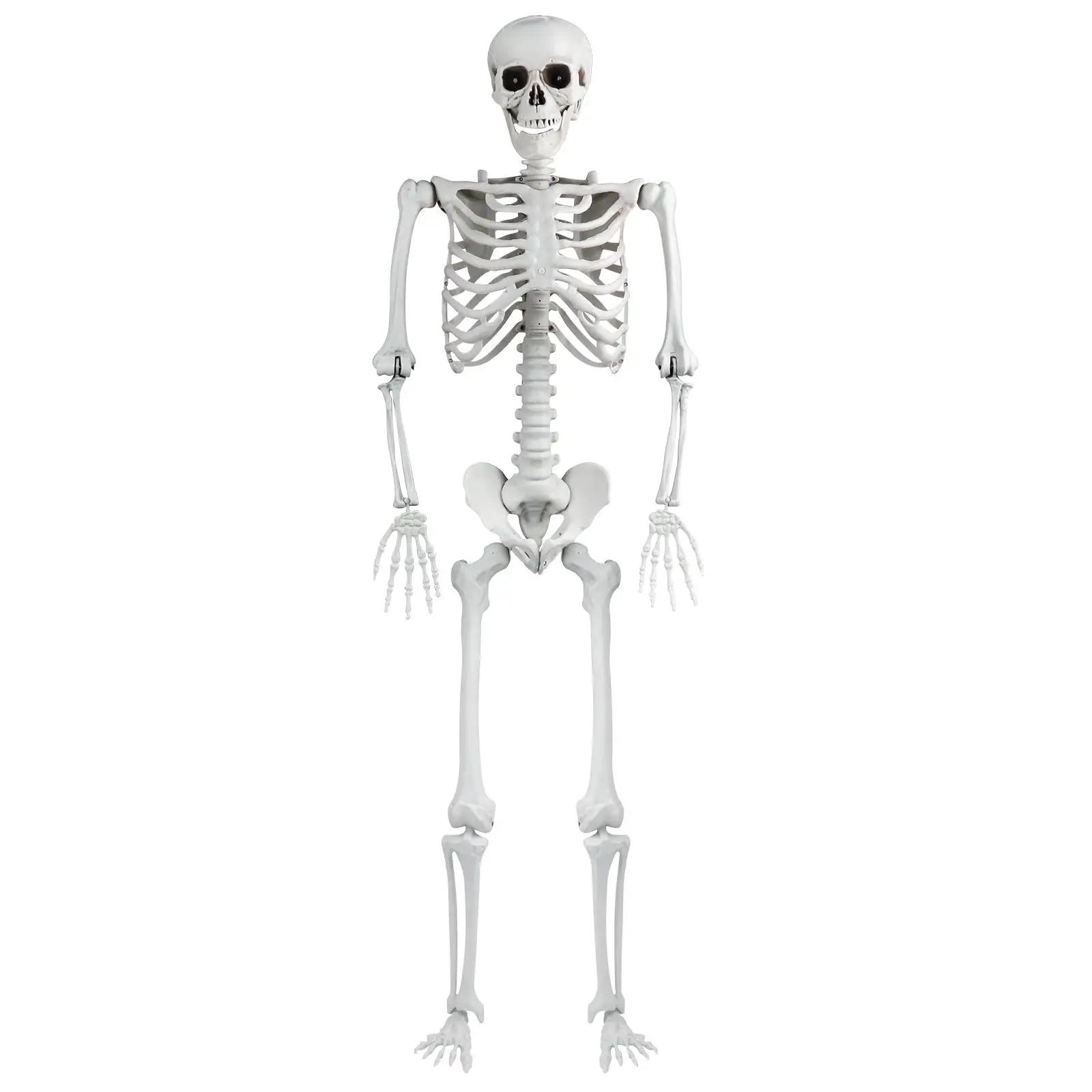 Simulated Human Skeleton 165cm 1:1 Realistic