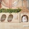 Exploring Secret Peep Shed Funny Hideout Small Animals Toy Hamster Wooden Tunnel  Ferret