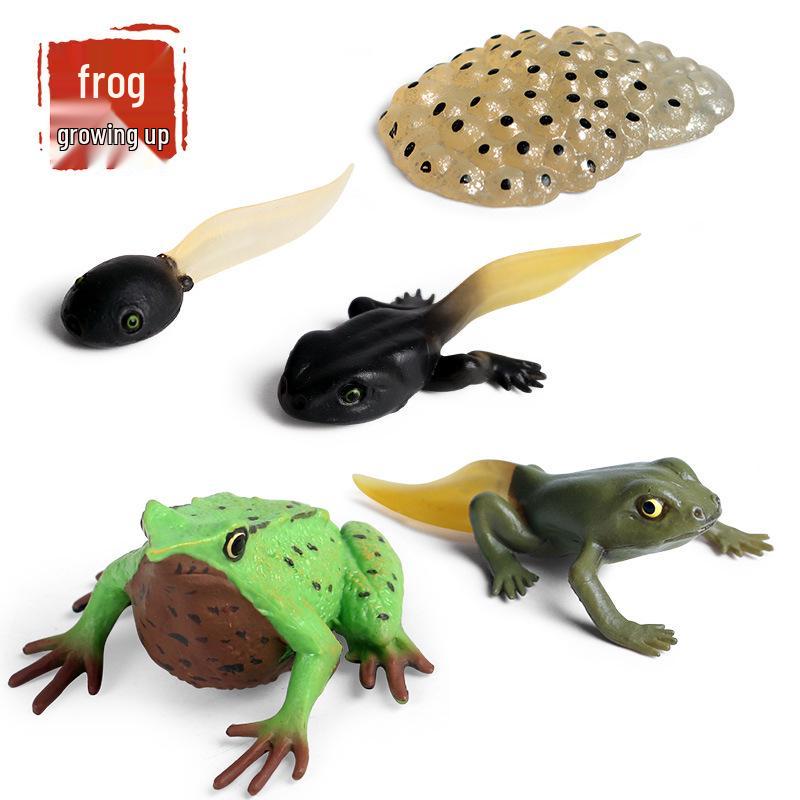 Children's Cognitive Toys: Frog Tadpole Growth Cycle Models
