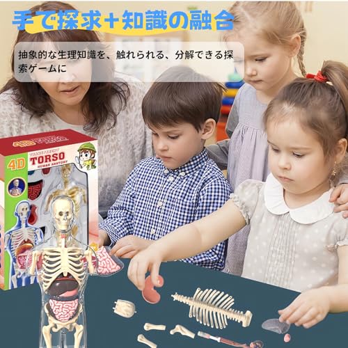 HYEANHLPYE Human Anatomy Model Toy, Human Model Toy, Mannequin, Transparent Half Body with Detachable Organs and Skeleton, Disassembly Puzzle Set, 3D
