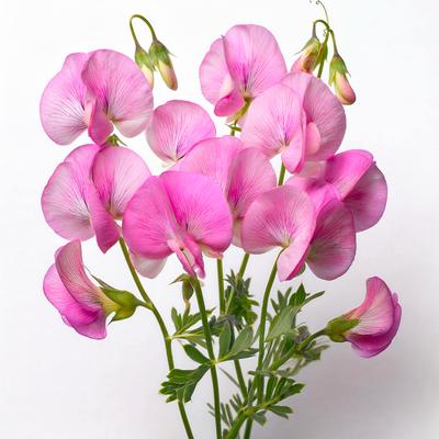 15 Semillas de Guisante de olor rosa Cupido - Permacultura SemiSauvage