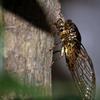 Creative Exquisite Cicada Figurine Mini Hollowed-Out Alloy Animal Statue Retro Anti-Rust Desktop Small Ornament Gift