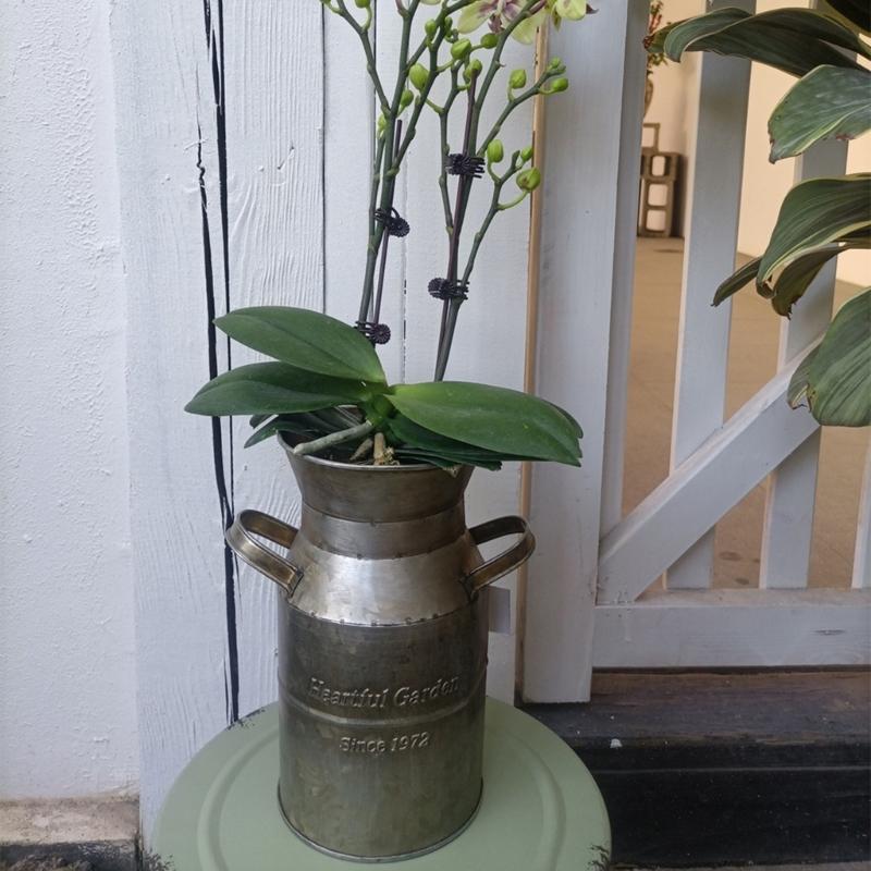 Fransk lantlig stil Antik blomvas Rural bordsdekorationer Inomhus Utomhus Bröllopsfestdekoration Järn Planteringskruka Hink