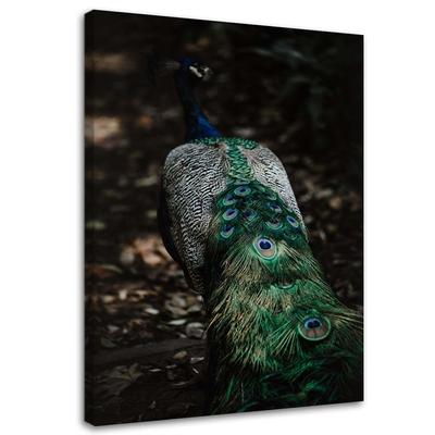 Impresión en lienzo Pájaro Pavo Real Naturaleza