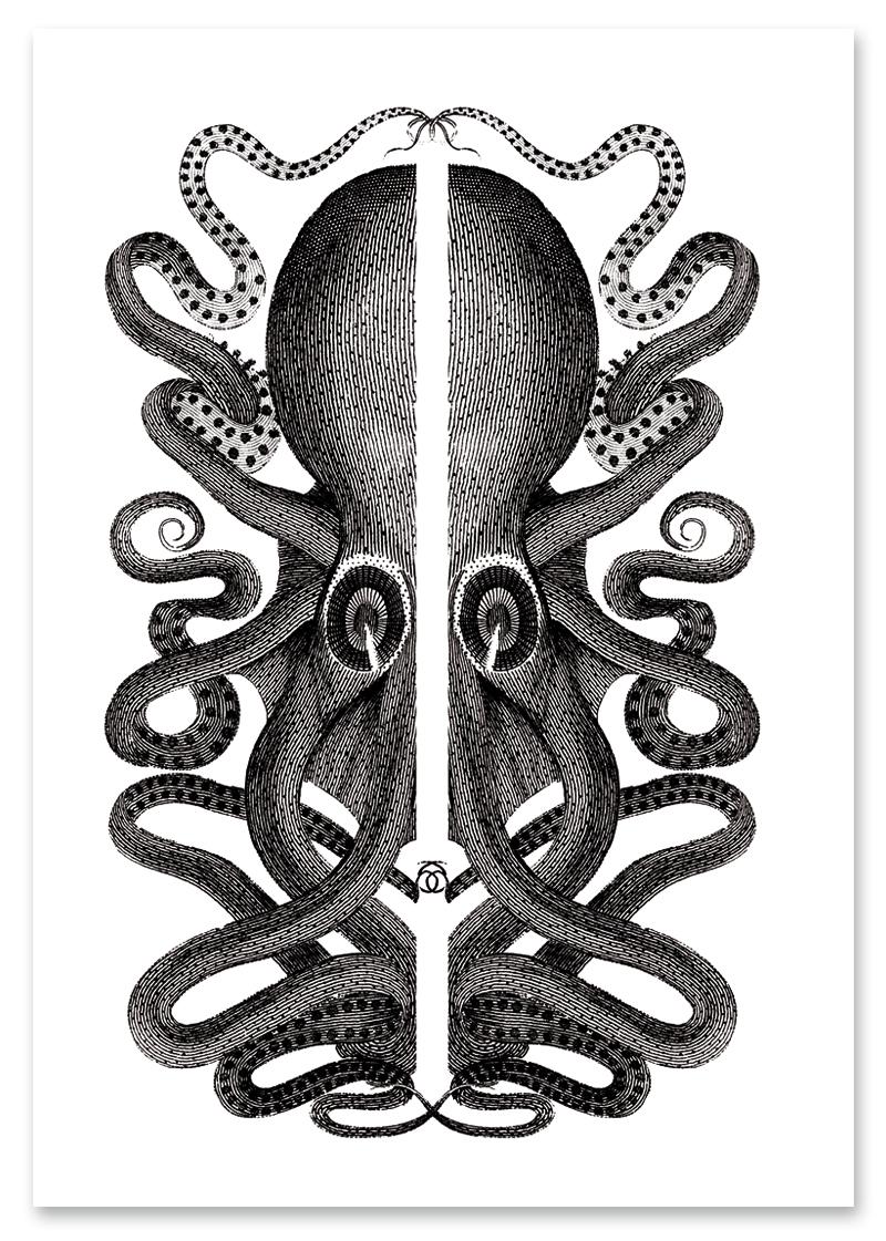 

Plakat czarnobiały ośmiornica vintage 30x40 cm