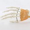 PVC Anatomical Hand Model With Functional Joints For Medicals Study And Artistic Anatomy