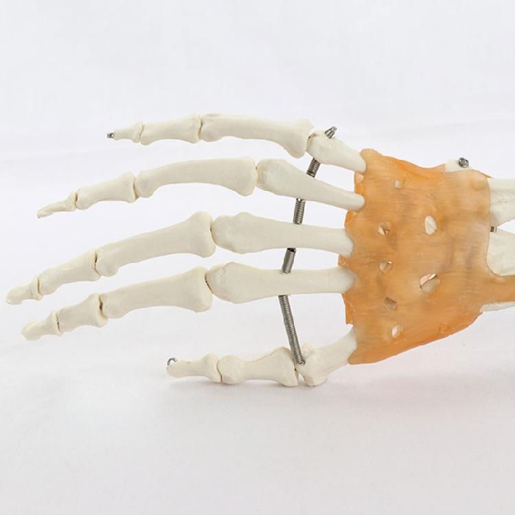 PVC Anatomical Hand Model With Functional Joints For Medicals Study And Artistic Anatomy