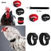4pcs Collar for Roosters Ing Belt Neckband Poultry Supplies Black