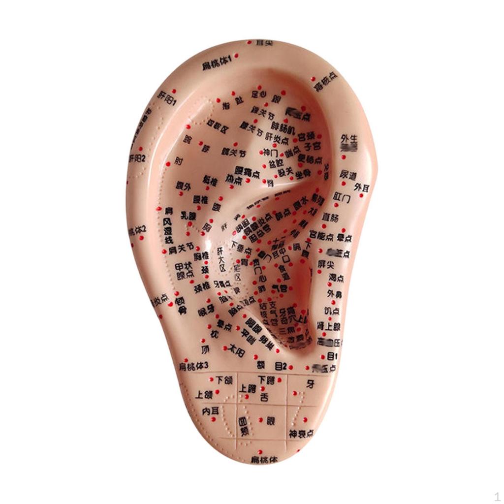 Human Ear Acupoint Auricular Model Highly Simulated Practice Teaching Aid for Learning
