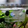 Fish Tank Isolation Box Aquarium Juvenile Fish Acrylic Breeding Incubator Holder Fish Breeding Isolation Aquarium Hatchery