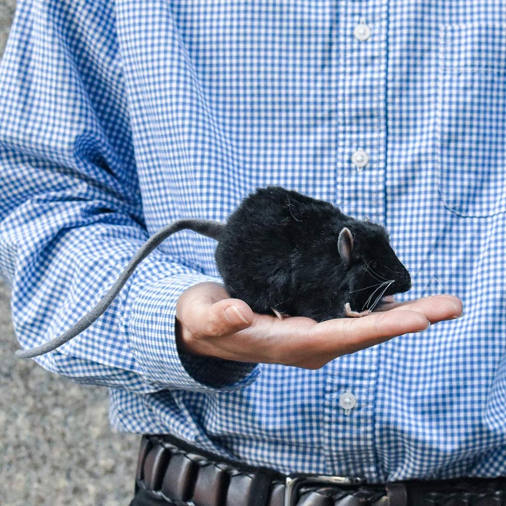 HANSA Plush Toy Black Rat, W5cm, H6cm, D12cm