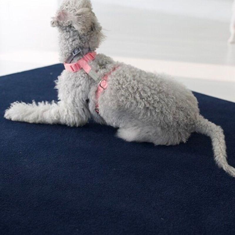 Herz Erde Kunst H-Gurt Rosa