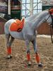 Six-Piece Equestrian Set: Ear Covers, Saddle Pads, Leg Wraps, Halters, Lead Ropes, and Matching Tack