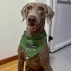Haustier Dreieck Halstuch für Hunde und Katzen Modisches Accessoire für Große Rassen Labrador Sabbertuch Haustier Zubehör