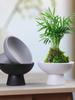 Modern Ceramic Tea Snack Plate with Fern Hydroponic Plant Holder