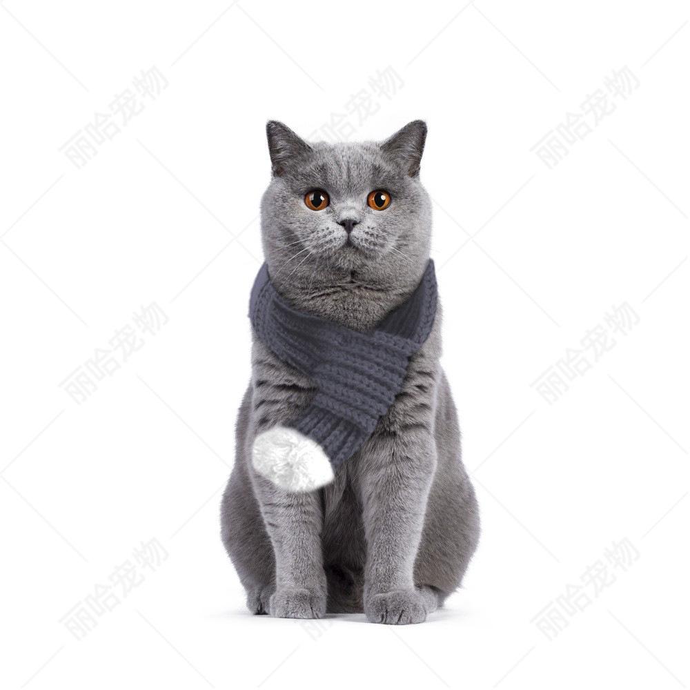 Sciarpa Natalizia Creativa Lavorata a Maglia per Gatti e Cani - Accessori Festivi per Animali Domestici per il Nuovo Anno