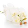 6 Head Artificial Phalaenopsis Orchid Flowers Fade Resistance Faux Orchid Stems for Vase Home Decor White
