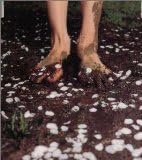 

CD COCCO - Kemono Michi VICL35144PROMO Speedstar 2000 Japan ObiRock Used