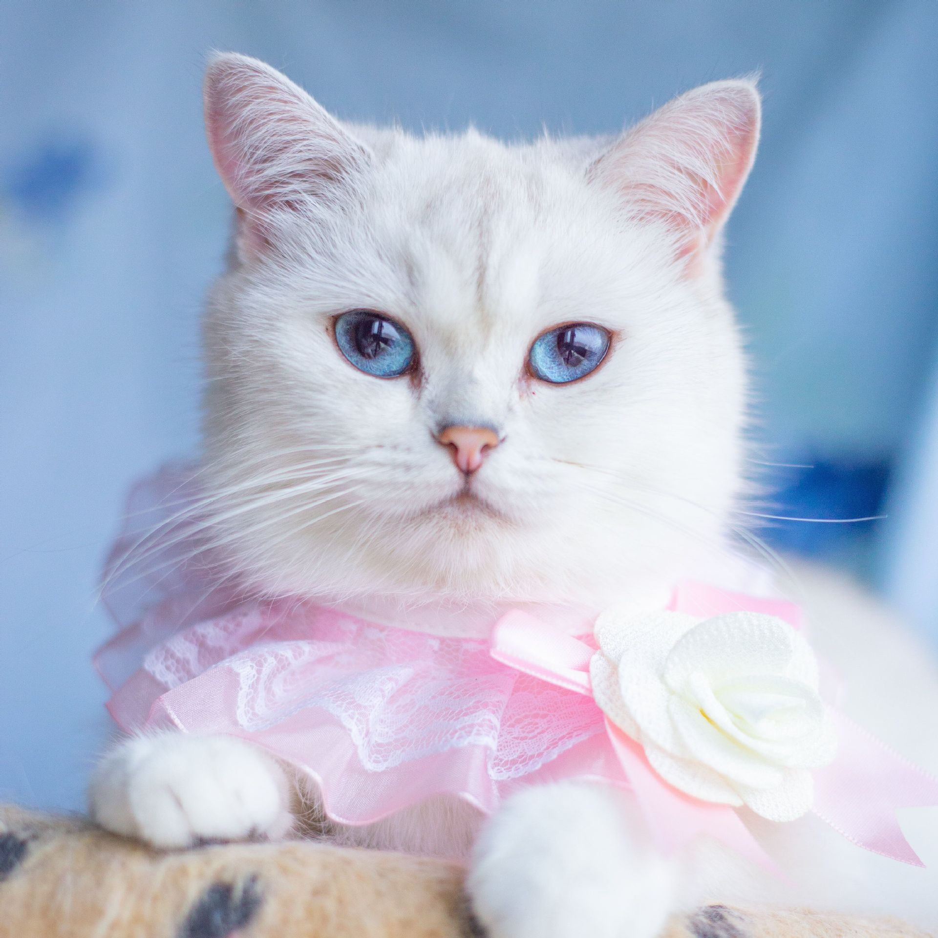 

New cat scarf, pet Xiaoxiangfeng camellia bib, dog accessories S size, approximately 1.0-3.5kg