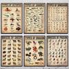 Retro Types of Dragon,Sharks,Octopus,Dinosaur Animals Knowledge Poster Canvas Painting Wall Art Pictures Home School Decor