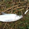 Kylebooker Metal Spinner Spoon Fishing Lure Hard Baits Sequins Noise Paillette with Feather Treble Hook Tackle 3/5/7.510/15/20g
