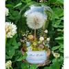 Desktop Ornament Gift Box: Real Dandelion Dried Flower In Glass Cover Micro Landscape