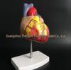 Modèle Anatomique Naturel de Cœur pour l'Enseignement de la Cardiologie et de l'Échographie