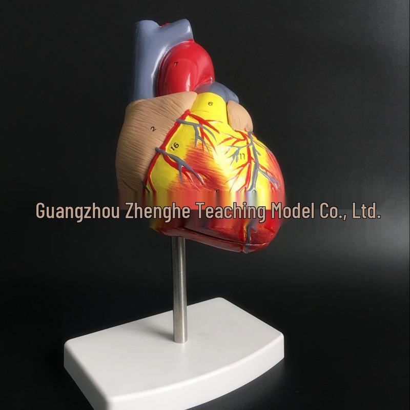 Natural Heart Anatomy Model for Cardiology and Ultrasound Teaching 1:1 Natural Large