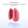 Anatomical Human Lung Model with Removable Parts Lung Anatomy Model Normal Lung Anatomy Model for Teaching Demonstration