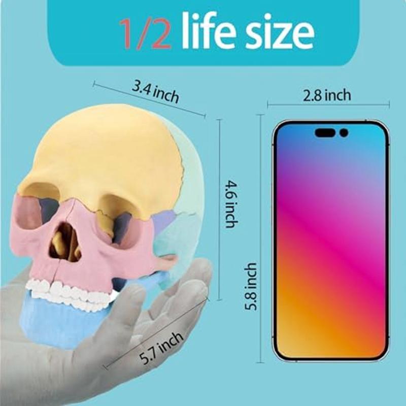 Modello Cranio Anatomico, Puzzle Cranio Anatomia Umana, Mini Modello Cranio Umano Smontabile, Insegnamento Clinico