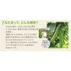 Ochamura Natamame Salt Toothpaste Plus, 100g, for Bad Breath, Gum Care, and Lactoferrin Toothpaste