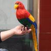 Colorful Large Parrot Decorative Ornament with Feathers
