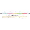 Sunline Filo Siglon PE X4 200m N.0.8 Multicolore