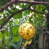 Grenzüberschreitender Insekten anziehender Klebeball für Zitrus- und Melonenfruchtbäume