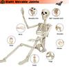 36" Halloween Posable Skeletons Full Body Plastic Human Bone Model with Movable Joints for Yard Haunted House Indoor Outdoor Decor