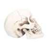 Animal Skull Model Skull Decoration Ornament Resin Craftwork Halloween Props for Home Party Decor