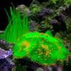 Lifelike for Fish Tank Decoration Soft Aquarium Ornament Artificial Coral Simulated Reef Coral Reef