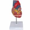 Large Human Heart Anatomical Model with 34 Markings for Medical Ultrasound Teaching