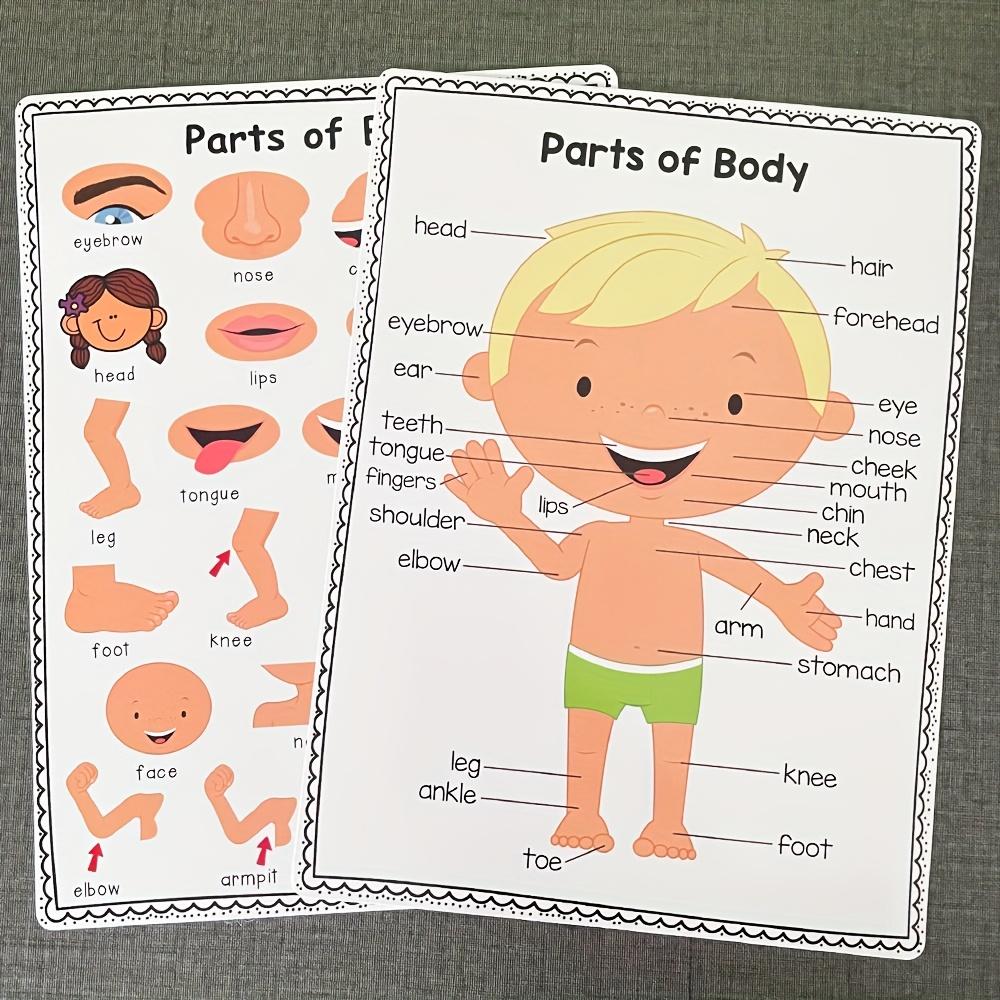 Vzdělávací plakát částí lidského těla pro děti, výuková tabulka anatomie, výuková pomůcka do třídy, laminovaný vizuální průvodce pro mateřskou školu, školu, domov