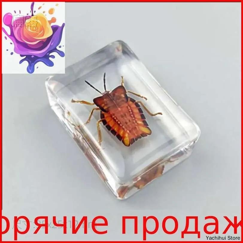 Set of transparent boxes for insect samples