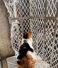 Cargo Luggage Net Pet Kids Cat Safety Anti-Drop Net Weatherproof Grocery Cargo Net Tie