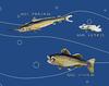 Sea Bass No. 6052