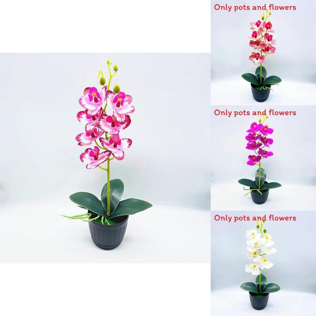 Phalaenopsis Aphrodite Rchb Artificial Plant With Silk Flowers For Home Decor And Gift Giving