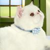 Pet Cat Collar Handwoven Crocheted Finished Dog Scarf Cute Plaid Bow Neck Jewelry Pet Christmas Gift