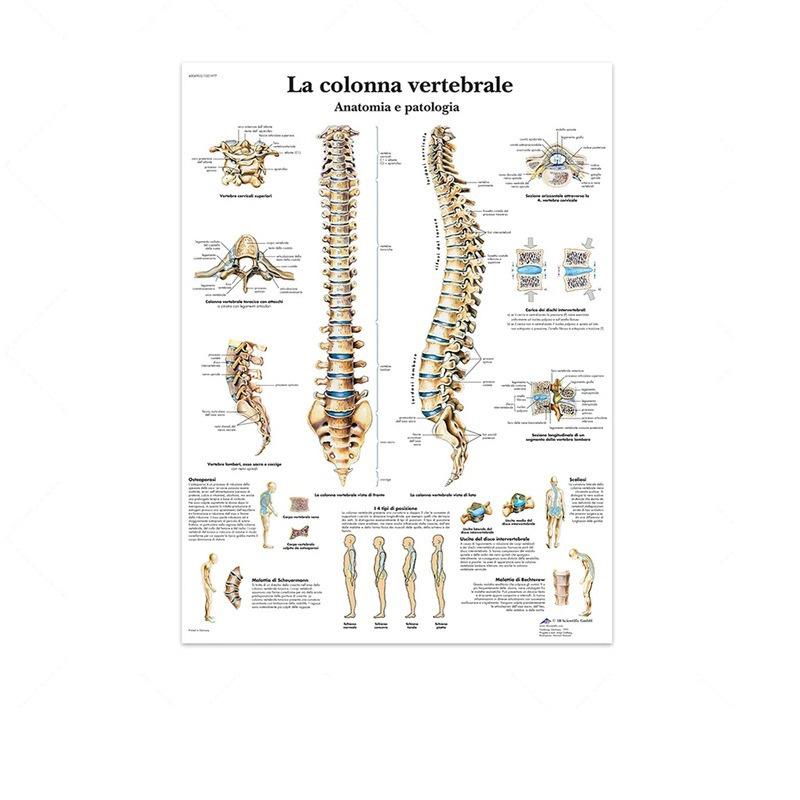 Science Wall Art Muscle System Human Anatomy Diagram Medical Education Supplies HD Oil On Canvas Posters And Prints Home Decor